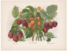 Raspberries